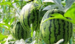 荷兰网红吃瓜视频大全免费观看,免费观看，笑料横生！